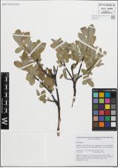 Foto von Salix glauca L.